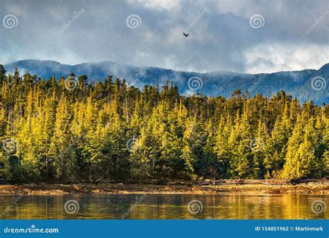 Bald Eagle Taiga Biome