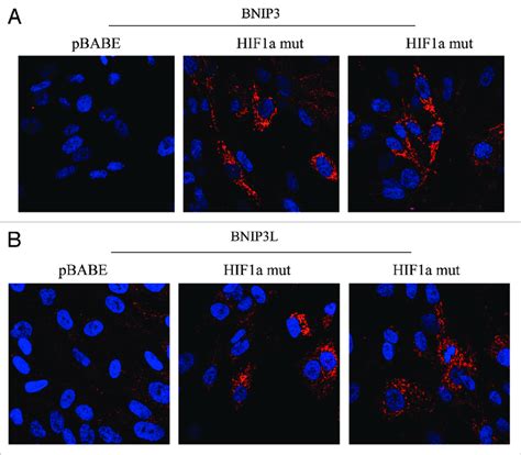 Localization Of Mitophagy Markers Bnip3 And Bnip3l In Activated Hif1a