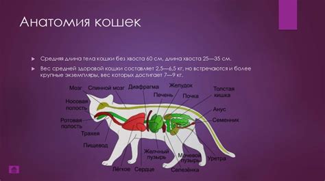 Кошки - презентация онлайн