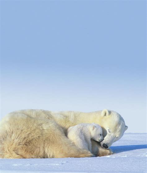 Cute Polar Bear Cubs Sleeping