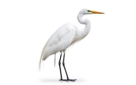 Premium Photo Large White Bird Standing On Top Of Body Of Water