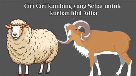 Jangan Sampai Keliru Ini Ciri Ciri Kambing Yang Sehat Untuk Kurban