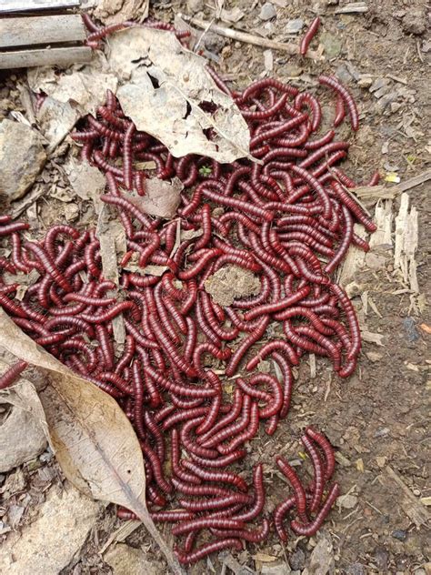 Image Of Red Insects That Occur In The Rainy Season Stock Photo Image