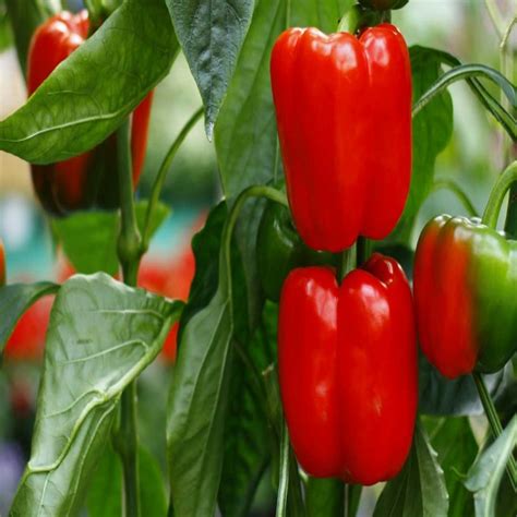 Red Capsicum Seeds Red Bell Pepper Seeds Buy Vegetable Seeds Online