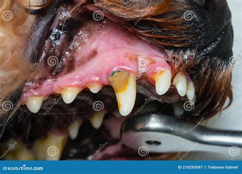 Close Up Photo Of A Dog Teeth With Tartar Or Bacterial Plaque Stock