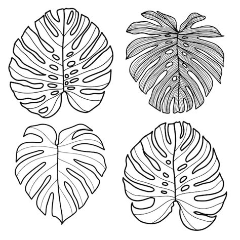 Dibujar Un Juego De Hojas De Monstera Arte Lineal En Blanco Y Negro