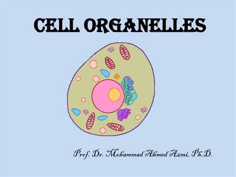 Ppt Cell Organelles Powerpoint Presentation Free Download Id9473830