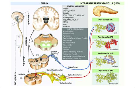 Neural Crosstalk Between Extrinsic Motor Innervation From The Brain