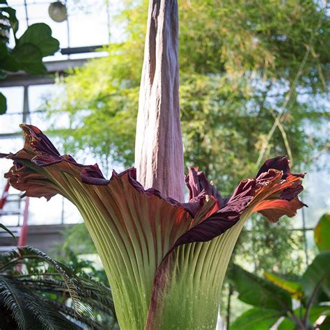 Amorphophallus Titanum Stinky Plants Featured Plants Biology