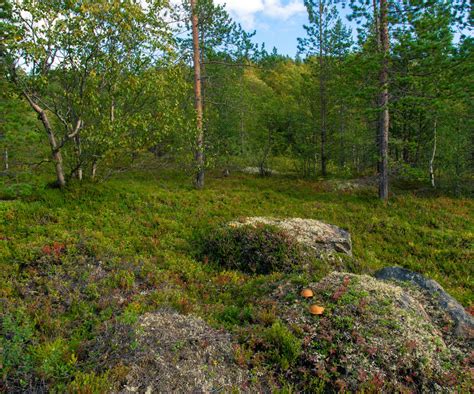 Tundra Biome: Interesting Info About its Plants and Animals - Science ...