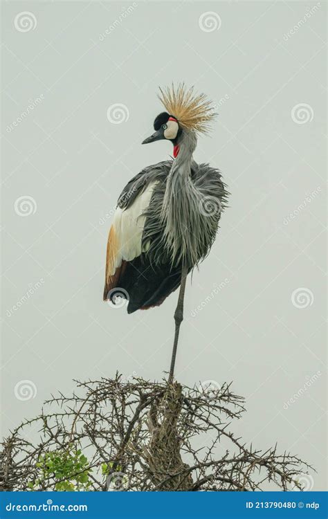 Gru Coronata Grigia In Piedi Su Una Gamba Fotografia Stock Immagine