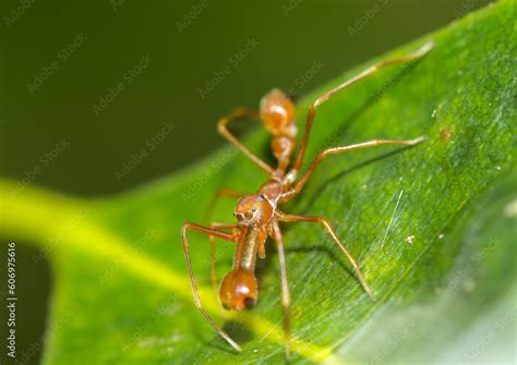 Super Macro Of Male Kerengga Ant Like Jumper Myrmarachne Plataleoides