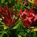 Dwarf Red Ixora Tropical Live Plant Taiwanensis Multi Tone Orange Tone