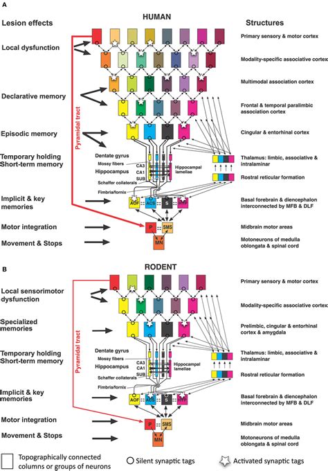 Converging Information In The Hippocampal Formation Of Humans And Download Scientific Diagram