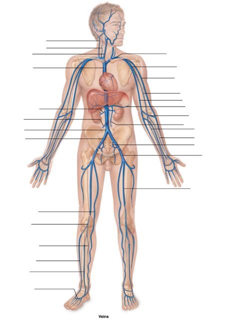 Venous System Diagram Quizlet