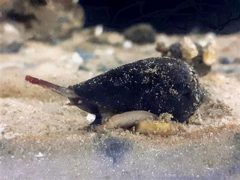 Cone snail genome sheds light on venom evolution - GigaBlog