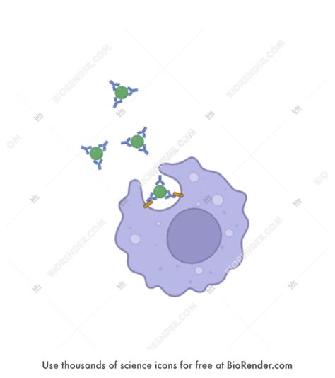 Free Macrophage Differentiation M Hb Icons Symbols Images BioRender