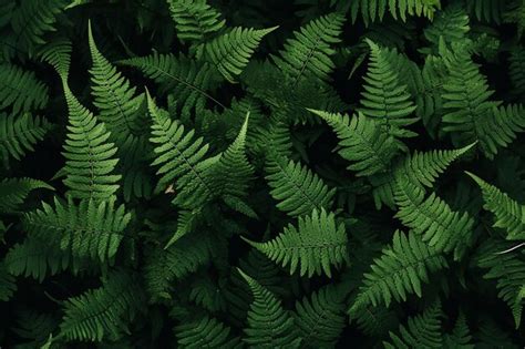 Premium AI Image | a green fern with a green background.