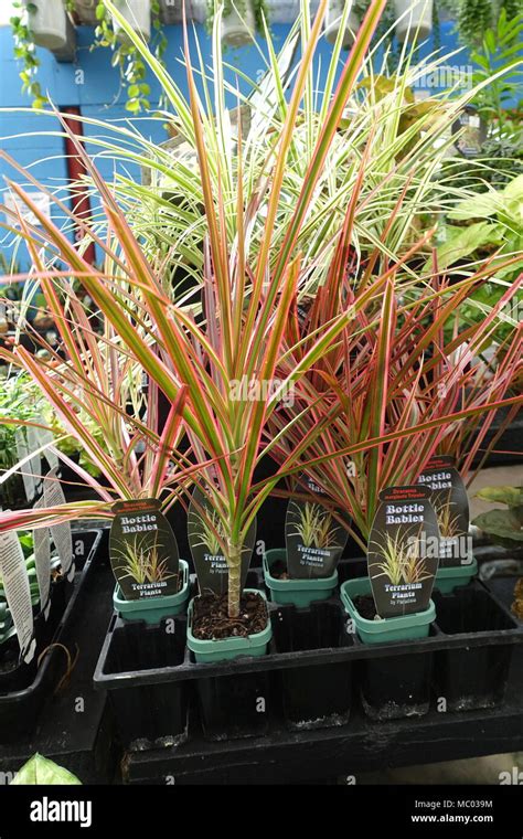 Dracaena Marginata Tricolor O Conocida Como Tres Colores Drago