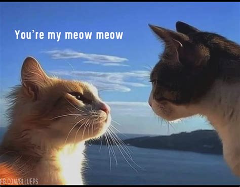 You Are My Meow Meow Cat Life Youre My Meow Meow Cat Memes