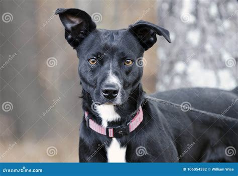 Black And White Tuxedo Mixed Breed Dog On Leash Stock Photo Image Of