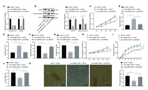 Lncrna Uca1 Delivered By Hpsc Exo Enhances Gem Resistance And Download Scientific Diagram