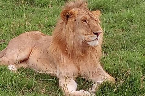 3 Days Budget Breathtaking Safari In Maasai Mara Kenya