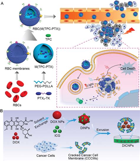 Cell Membranecoated Drugloaded Nanomaterials Or Drugassembly