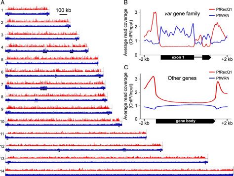 Dna Helicase Recq Regulates Mutually Exclusive Expression Of Virulence