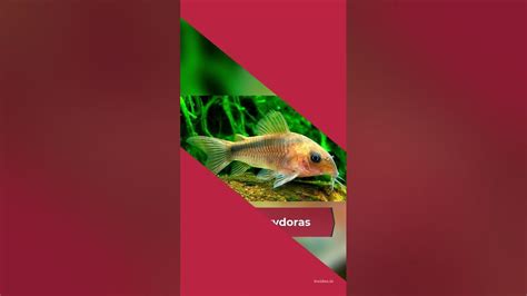 Royaje Aquascape Jenis Jenis Ikan Corydoras Part 8 Shorts