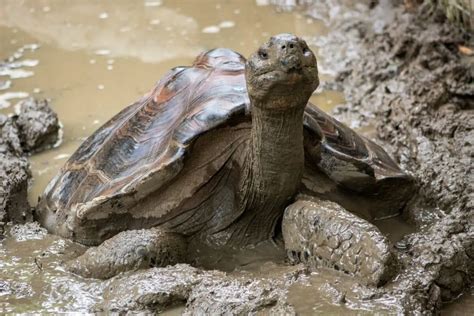 Why The Giant Turtle Is The Worlds Longest Living Species Of Turtle