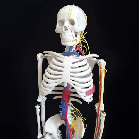 85cm Tall Human Anatomical Skeleton With Nerves And Blood Vessels Model