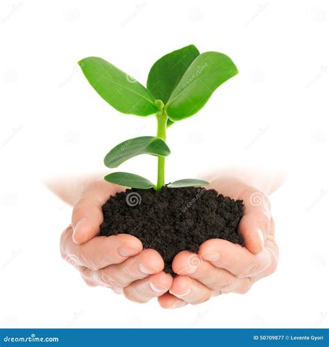 Green Plant In Hand New Life Stock Photo Image 50709877