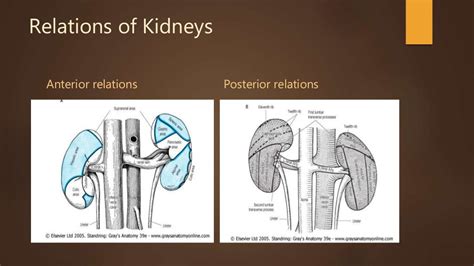 Anatomy and physiology of kidney