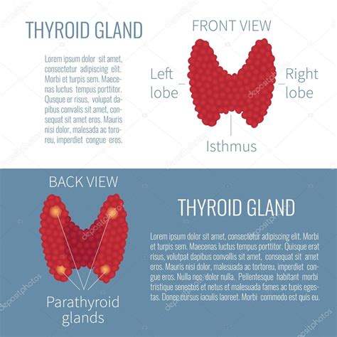 Diagrama De La Glándula Tiroides