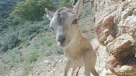 Anadolu Yaban Koyunu Yavrusu Fotokapana Yans D Haberler