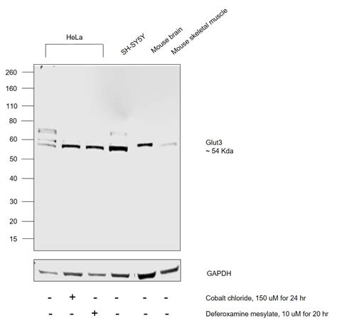 GLUT3 Antibody (OSG00012W)