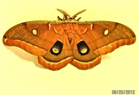 Mother Earth Oak Silk Moth