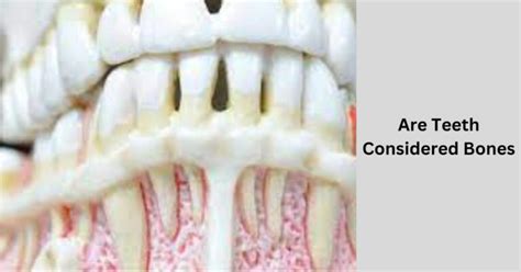 Are Teeth Considered Bones Unraveling The Dental And Skeletal Mysteries