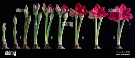 Growth Stages Of A Amaryllis Amaryllis Against A Black Background