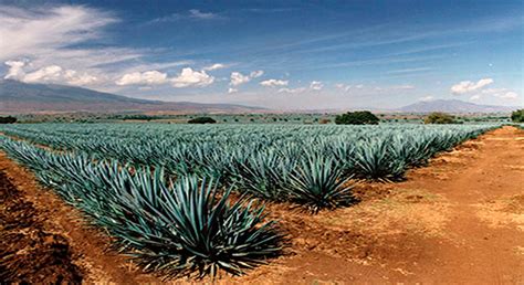 Agave planta de las maravillas Secretaría de Agricultura y