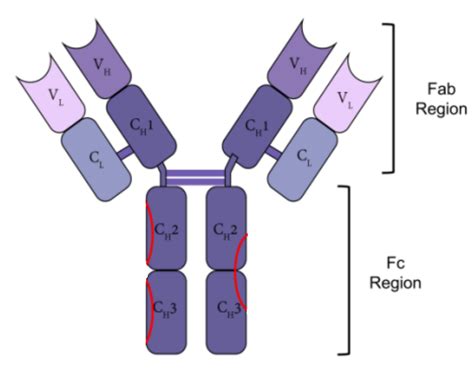 Antibody Structure Fab Fc Top Sellers