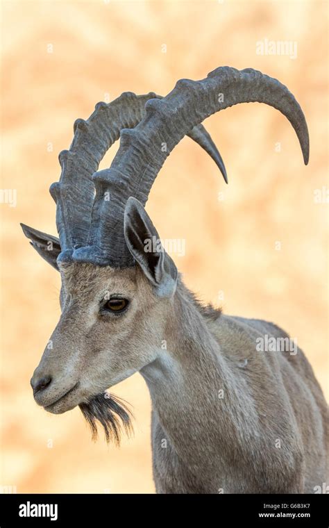 Endangered male Nubian Ibex Capra nubiana with large horns standing ...