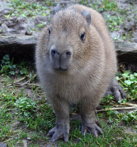 Zoo Celebrates Arrival Of Capybara Pups During ‘perfect Weather