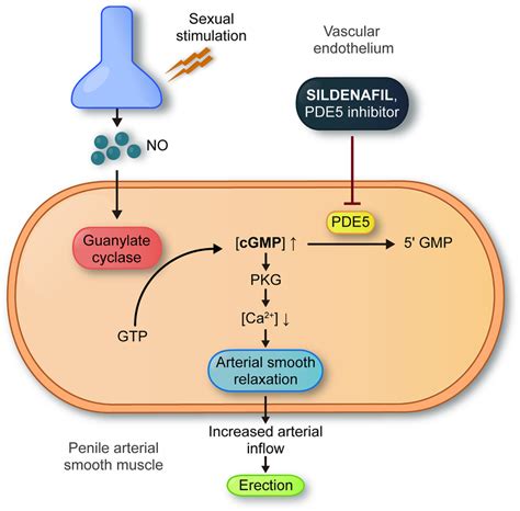 General mechanism of action of sildenafil in erectile dysfunction ...