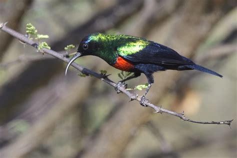 Shining Sunbird Holmen Birding Safaris