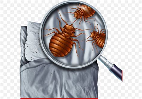 Bed Bug Control Techniques Pest Control Bed Bug Bite Png 594x574px