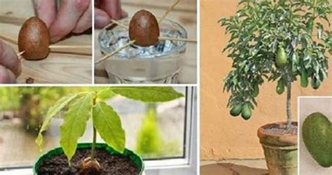 Avocado Vi Sveliamo Il Modo Per Coltivarlo A Casa Partendo Dal Seme