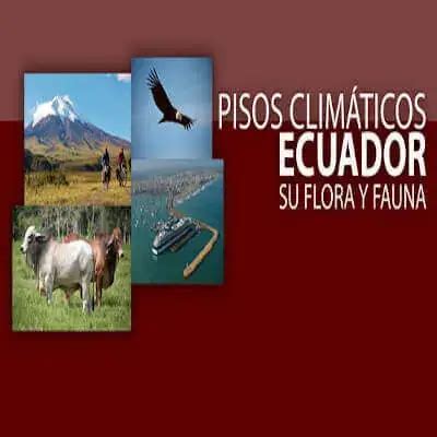 Pisos Clim Ticos Del Ecuador Flora Fauna Y M S