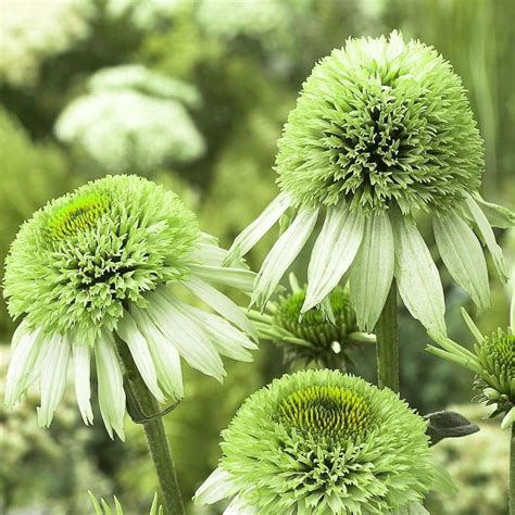 Cone flower Varieties: 9 Common And Rare Types Of Cone Flowers | The Home Tome